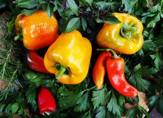 כמה טיפים לבריאות נכונה – מכתובי הרמב"ם