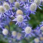 צמחי מרפא סיניים