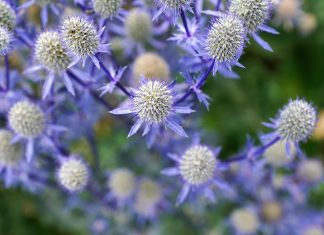 צמחי מרפא סיניים