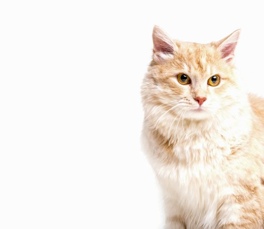 דיקור סיני בבעלי חיים